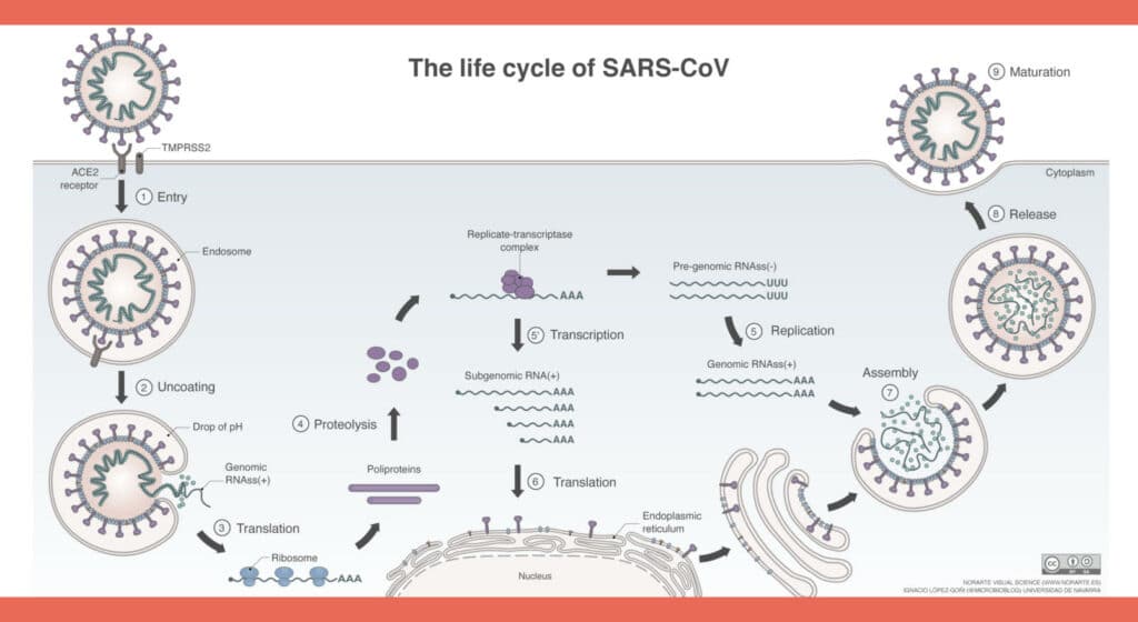 Schéma représentant les étapes du cycle de vie du virus ainsi que les molécules médicamenteuses pouvant potentiellement agir à chaque étape du cycle. Source : https://commons.wikimedia.org/wiki/File:The_life_cycle_of_SARS-CoV.svg
